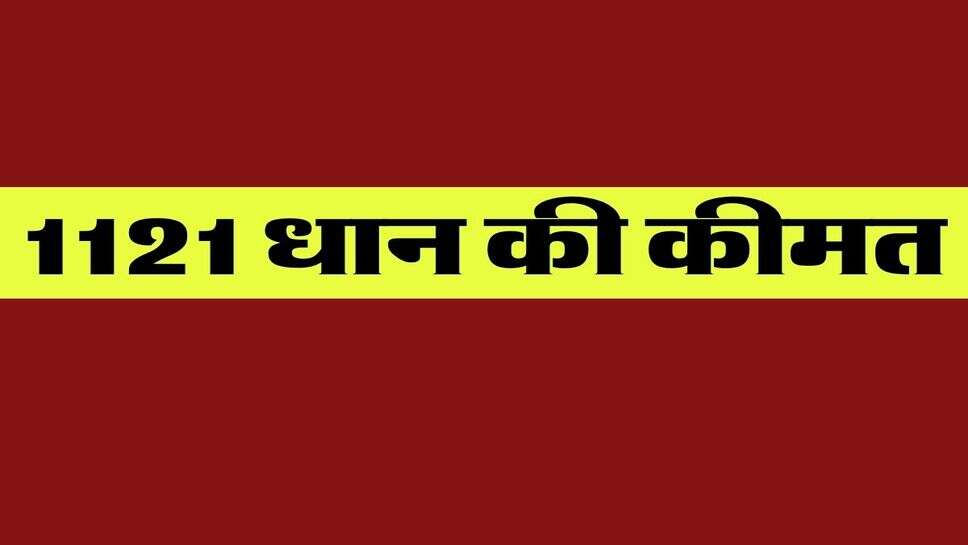 1121 dhan price today : 1121 बासमती धान की कीमत&nbsp;गोहाना, गन्नौर, सोनीपत में गिरी, सफीदों, पिल्लुखेड़ा, जुलाना में तेजी, देखें सभी मंडियों का भाव