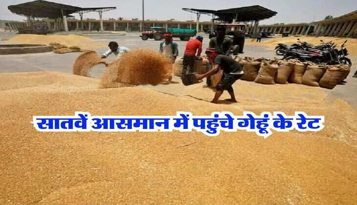 Aaj ka Mandi ka Bhav : किसानों की हो गई मौज, सातवें आसमान में पहुंचे गेहूं के रेट