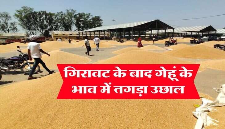 gehu ka Bhav : गिरावट के बाद गेहूं के भाव में तगड़ा उछाल
