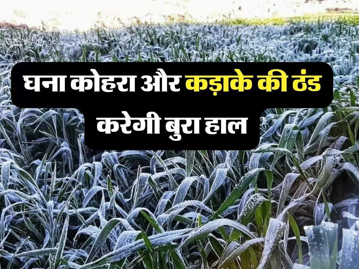 IMD Weather Alert: दिल्ली एनसीआर और उत्तर भारत को लेकर IMD ने जारी किया अलर्ट, घना कोहरा और कड़ाके की ठंड करेगी बुरा हाल