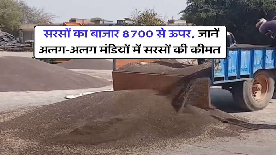 Sarso Bhav October 2026 : सरसों का बाजार 8700 से ऊपर, जानें अलग-अलग मंडियों में सरसों की कीमत