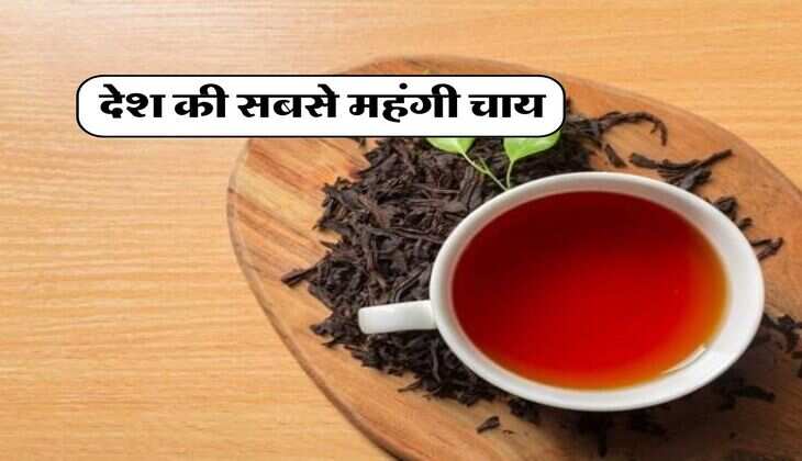 Most Expensive Tea : देश की सबसे महंगी चाय, iPhone 15 के बराबर है एक किलो का रेट