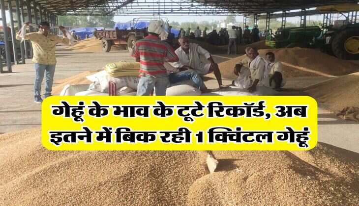 Wheat Price hike : गेहूं के भाव के टूटे रिकॉर्ड, अब इतने में बिक रही 1 क्विंटल गेहूं