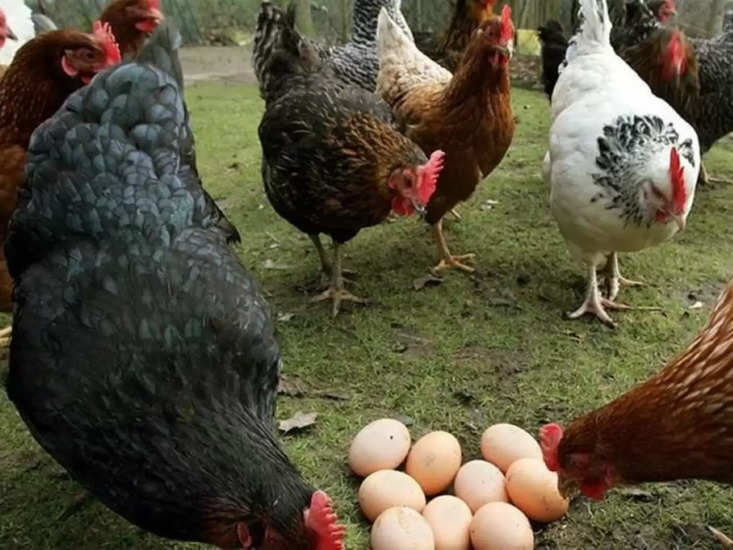 पोल्ट्री फार्म : चिकन इसल से बिकता है माल, 100 रुपये में बिकता है एक अंडा