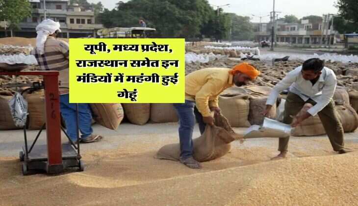 Wheat Rate 2025 : यूपी, मध्य प्रदेश, राजस्थान समेत इन मंडियों में महंगी हुई गेहूं, जानिये क्विंटल का रेट