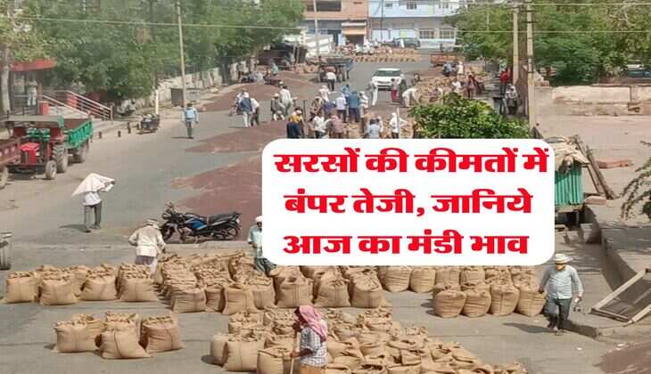 Sarso Ka Rate : सरसों की कीमतों में बंपर तेजी, जानिये आज का मंडी भाव&nbsp;