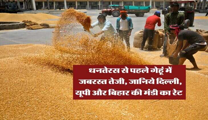 Wheat Rate Hike : धनतेरस से पहले गेहूं में जबरस्त तेजी, जानिये दिल्ली, यूपी और बिहार की मंडी का रेट  