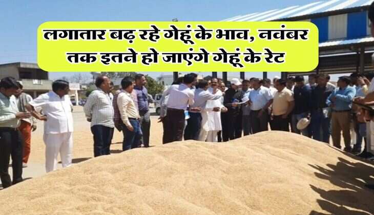 wheat price hike : लगातार बढ़ रहे गेहूं के भाव, नवंबर तक इतने हो जाएंगे गेहूं के रेट