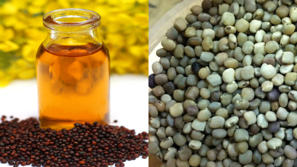 Jaipur Mandi Bhav: जयपुर मंडी में सरसों तेज, तेल में भी उछाल, ग्वार सीड और ग्वारगम के भाव गिरे