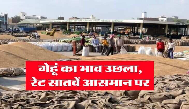 Gehu Ka Bhav : गेहूं का भाव उछला, रेट सातवें आसमान पर