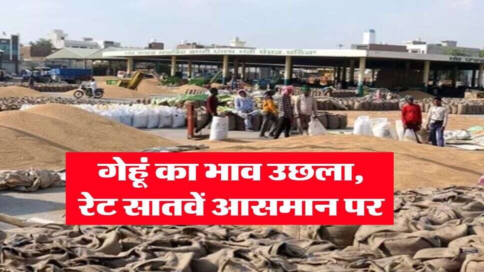 Gehu Ka Bhav : गेहूं का भाव उछला, रेट सातवें आसमान पर