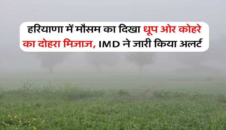 Haryana Weather: हरियाणा में मौसम का दिखा धूप ओर कोहरे का दोहरा मिजाज, IMD ने जारी किया अलर्ट