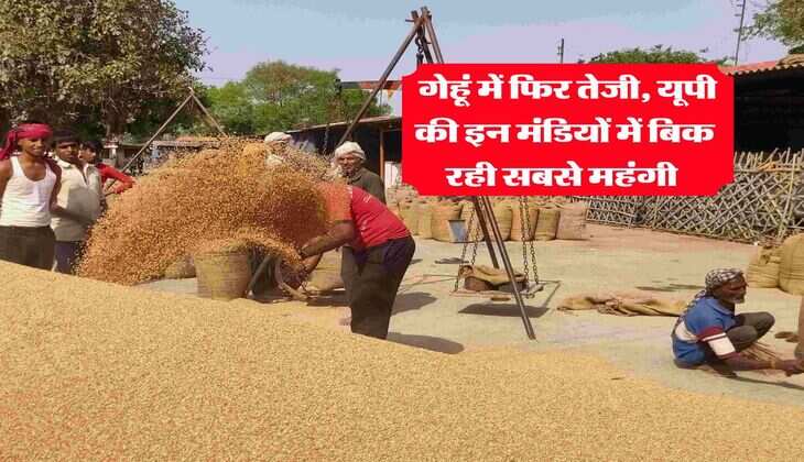 Gehu mandi rate today : गेहूं में फिर तेजी, यूपी की इन मंडियों में बिक रही सबसे महंगी 