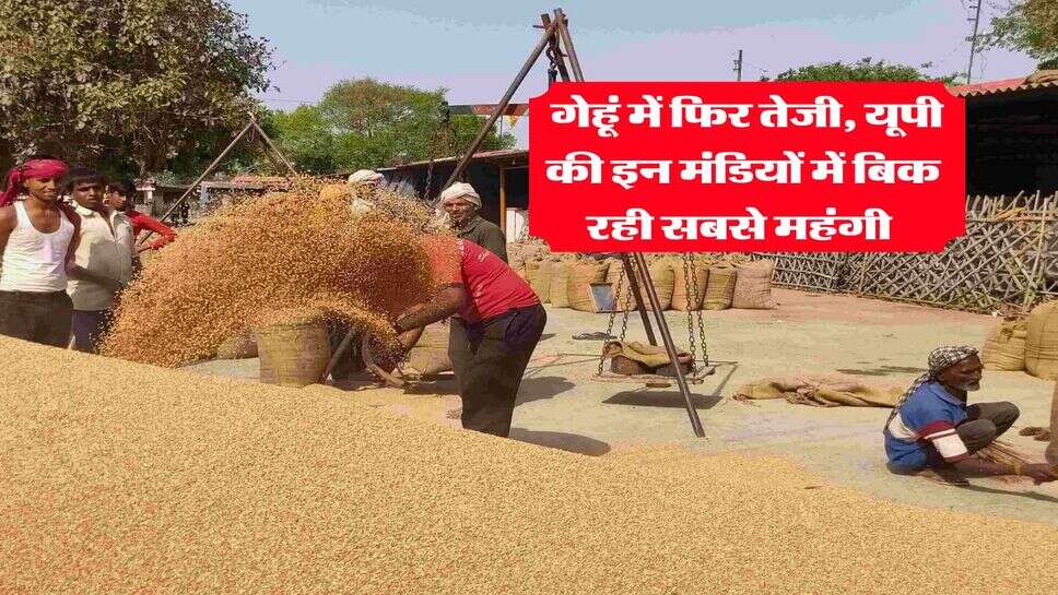 Gehu mandi rate today : गेहूं में फिर तेजी, यूपी की इन मंडियों में बिक रही सबसे महंगी&nbsp;