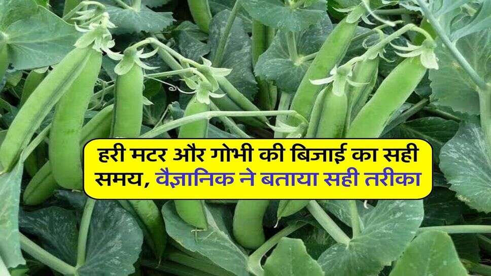 हरी मटर और गोभी की बिजाई का सही समय, वैज्ञानिक ने बताया सही तरीका