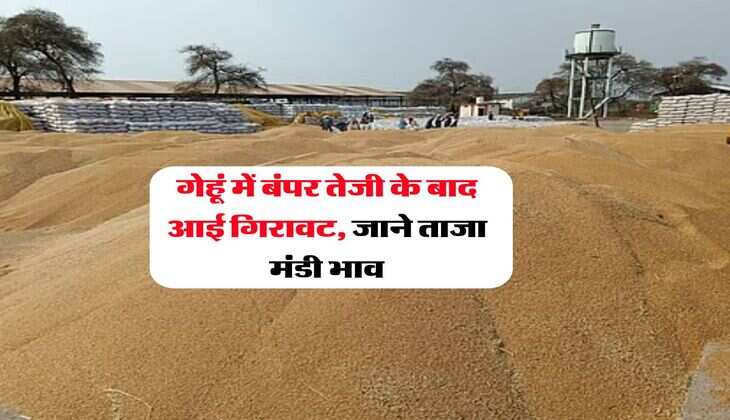 Gehu Ka Bhav : गेहूं में बंपर तेजी के बाद आई गिरावट, जाने ताजा मंडी भाव