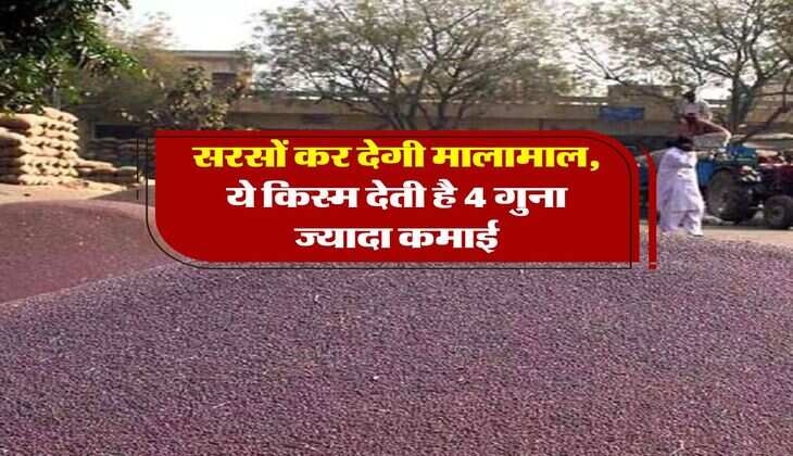 Mustard crop : सरसों कर देगी मालामाल, ये किस्म देती है 4 गुना कमाई