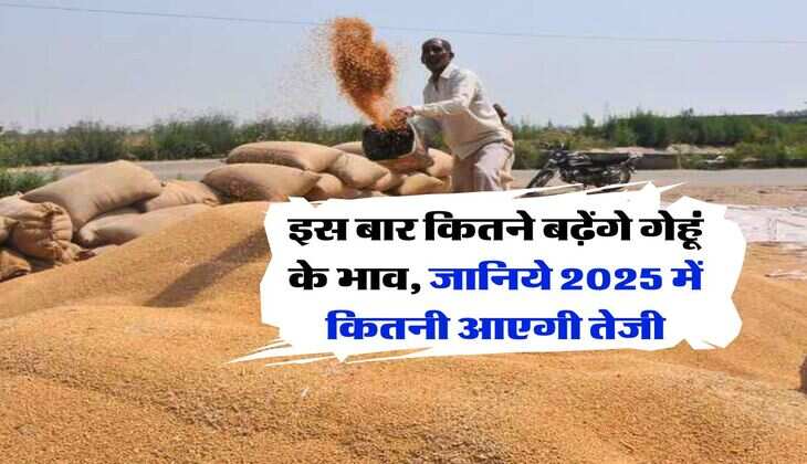 wheat price : इस बार कितने बढ़ेंगे गेहूं के भाव, जानिये 2025 में कितनी आएगी तेजी