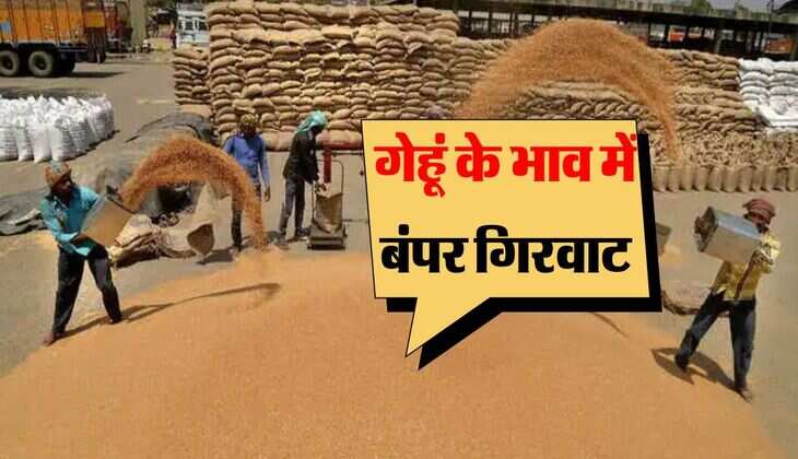 wheat flour rate : गेहूं के भाव में आई 480 रुपये की बंपर गिरवाट, अभी इतने चल रहे हैं गेहूं आटे के रेट