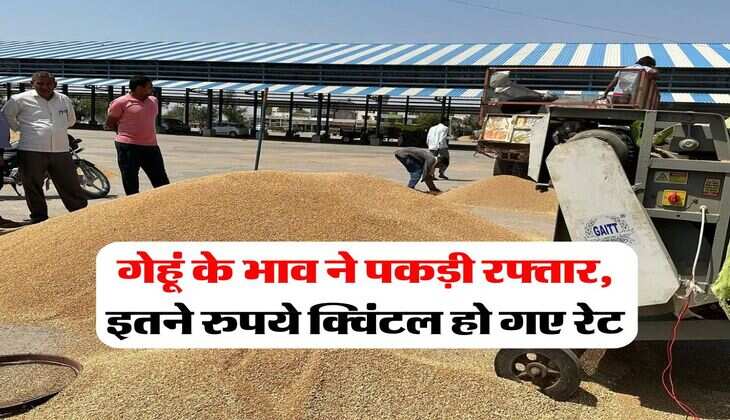 wheat price today 8 july 2025 : गेहूं के भाव ने पकड़ी रफ्तार, इतने रुपये क्विंटल हो गए रेट