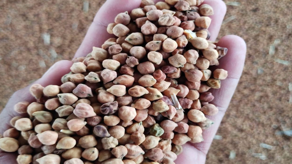 Jaipur Mandi Rate: ग्वार गम 100, चना 50 रुपए तेज हुआ, सरसों तेल का रेट टूटा