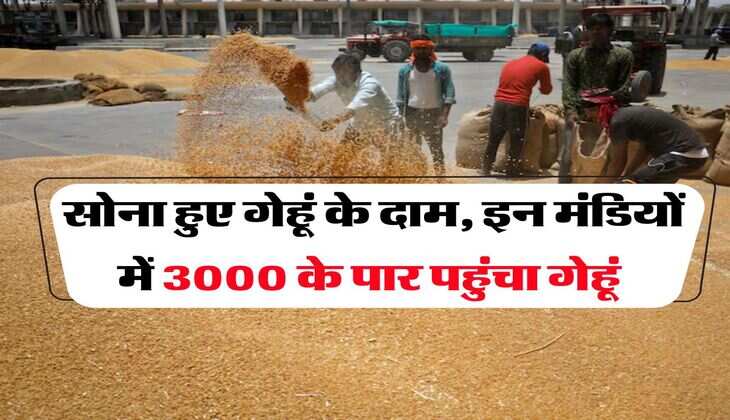 Wheat Rate Hike : सोना हुए गेहूं के दाम, इन मंडियों में 3000 के पार पहुंचा गेहूं