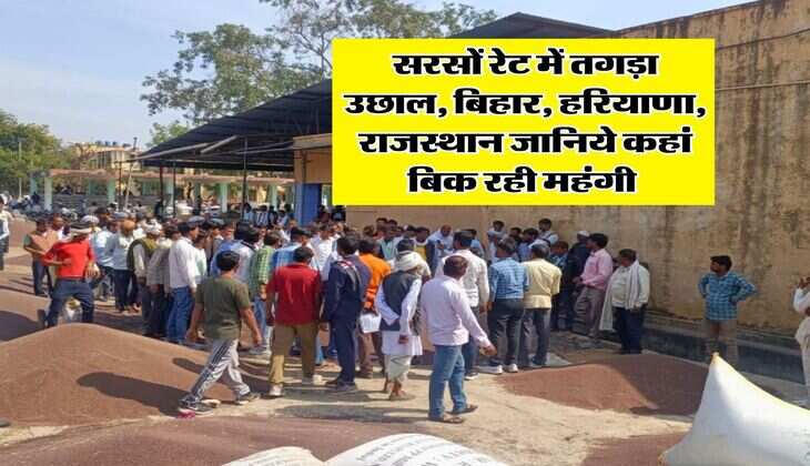 Sarso Rate Hike : सरसों रेट में तगड़ा उछाल, बिहार, हरियाणा, राजस्थान जानिये कहां बिक रही महंगी 