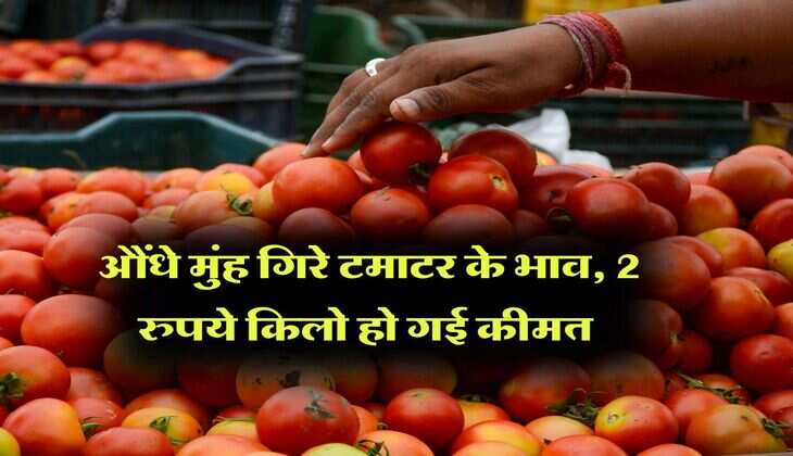 tomato price : औंधे मुंह गिरे टमाटर के भाव, 2 रुपये किलो हो गई कीमत