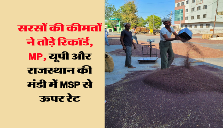 Sarso Rate Today : सरसों की कीमतों ने तोड़े रिकॉर्ड, MP, यूपी और राजस्थान की मंडी में MSP से ऊपर रेट