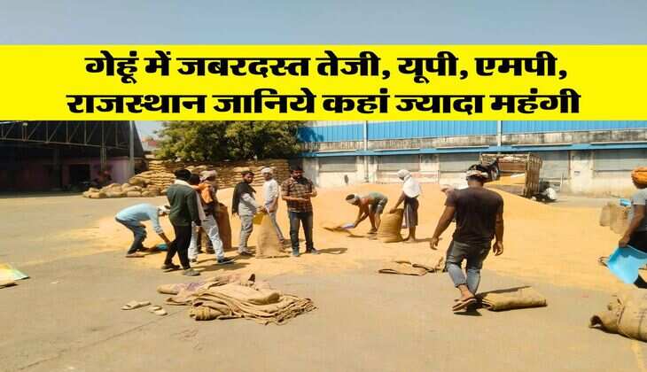 Wheat Mandi Rate 2025 : गेहूं में जबरदस्त तेजी, यूपी, एमपी, राजस्थान जानिये कहां ज्यादा महंगी