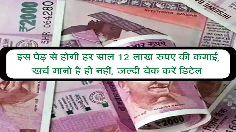 Business Idea : इस पेड़ से होगी हर साल 12 लाख रुपए की कमाई, खर्च मानो है ही नहीं