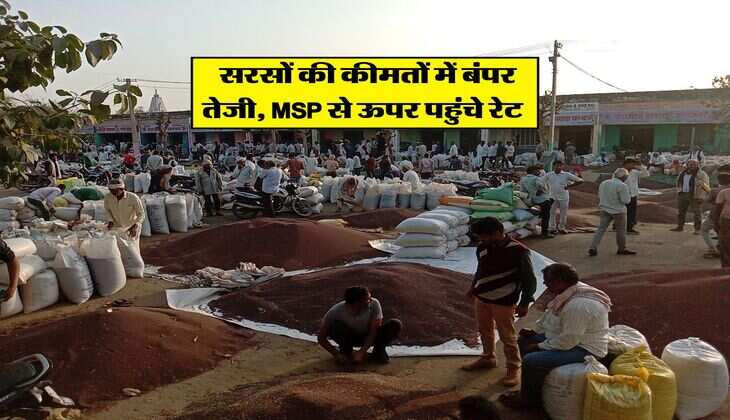 Sarso ka Rate : सरसों की कीमतों में बंपर तेजी, MSP से ऊपर पहुंचे रेट&nbsp;