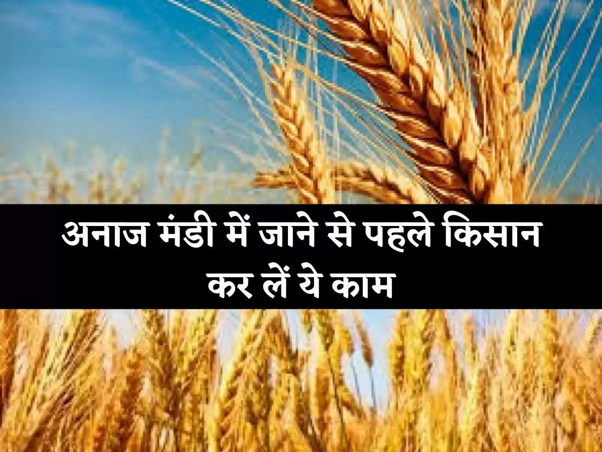 Wheat procurement started in Haryana, farmers should do this important work before going to the grain market