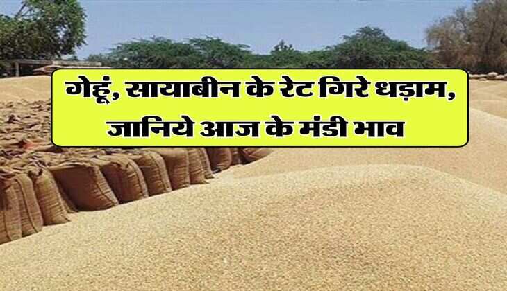 Kota Mandi Bhav : गेहूं, सायाबीन के रेट गिरे धड़ाम, जानिये आज के मंडी भाव