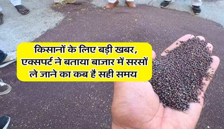 Sarso Bhav : किसानों के लिए बड़ी खबर, एक्सपर्ट ने बताया बाजार में सरसों ले जाने का कब है सही समय&nbsp;