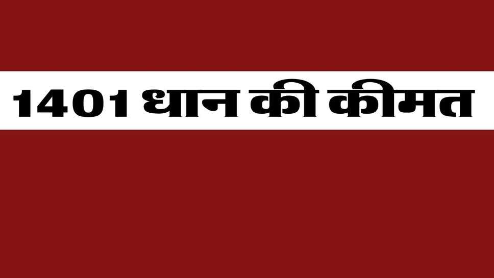 1401 Dhan Price : 1401 मुच्छल धान की कीमत में तेजी जारी, आवक सामान्य, देखें मंडियों में कहां क्या मिला रेट