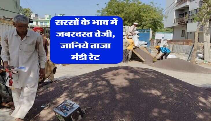 sarso rate Hike : सरसों के भाव में जबरदस्त तेजी, जानिये ताजा मंडी रेट