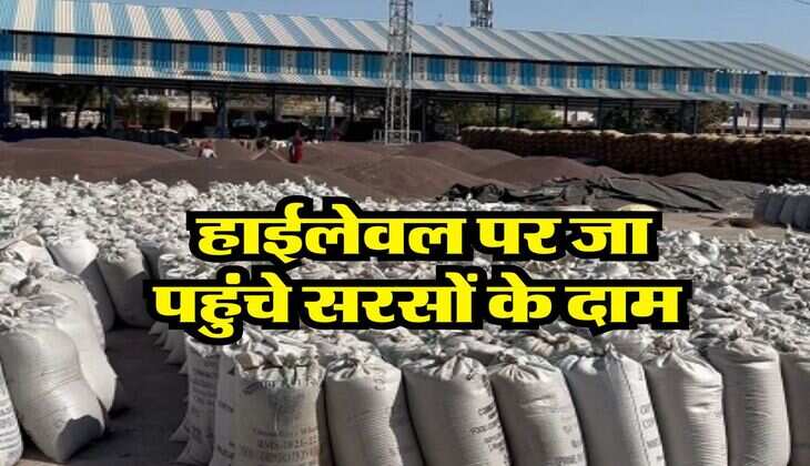 Sarso Rate : हाईलेवल पर जा पहुंचे सरसों के दाम
