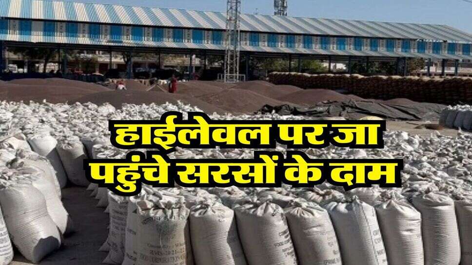 Sarso Rate : हाईलेवल पर जा पहुंचे सरसों के दाम