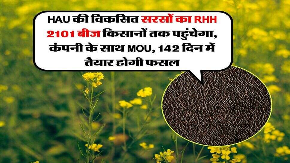 HAU की विकसित सरसों का RHH 2101 बीज किसानों तक पहुंचेगा, कंपनी के साथ MOU, 142 दिन में तैयार होगी फसल
