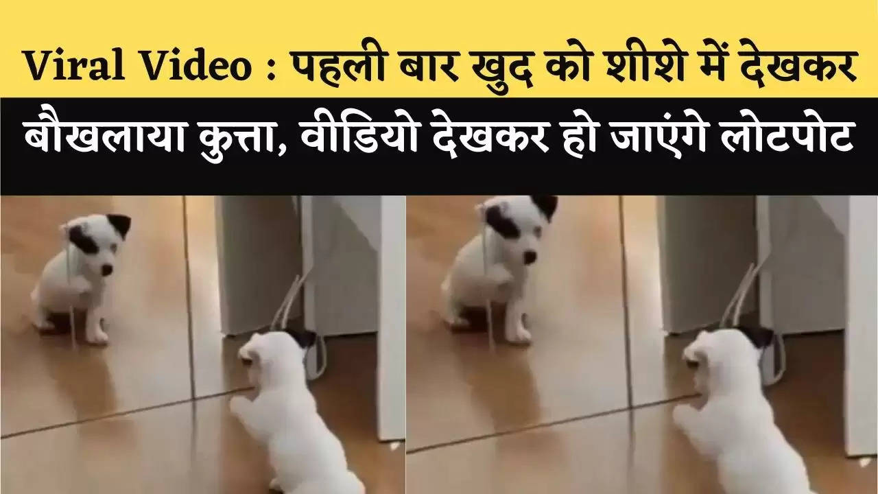 viral video dog