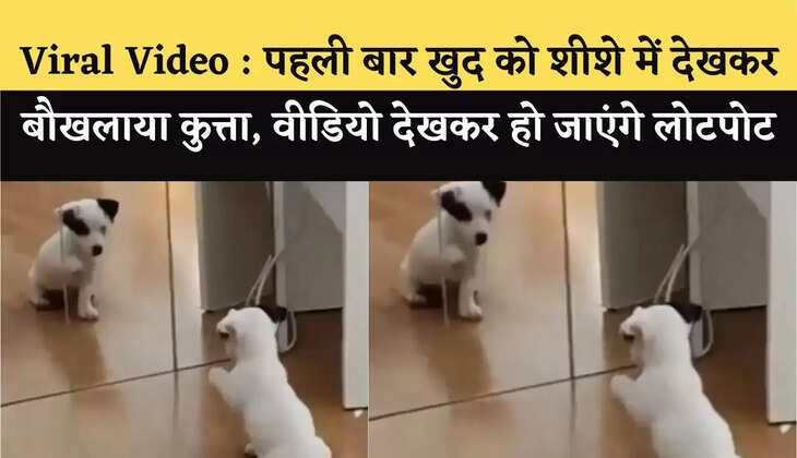 viral video dog