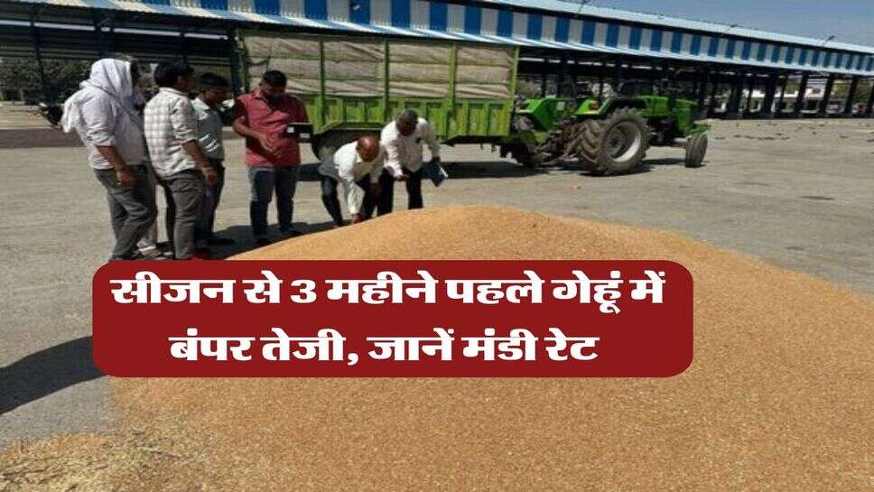 Gehu Mandi Rate : सीजन से 3 महीने पहले गेहूं में बंपर तेजी, जानें मंडी रेट&nbsp;