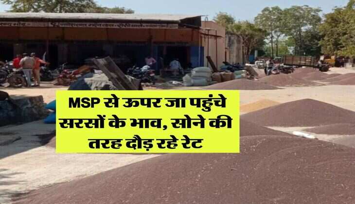 Sarso Rate Hike : MSP से ऊपर जा पहुंचे सरसों के भाव, सोने की तरह दौड़ रहे रेट