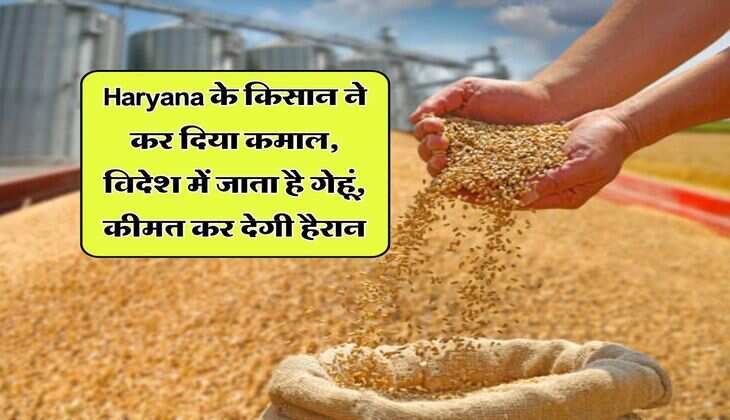Haryana के किसान ने कर दिया कमाल, विदेश में जाता है गेहूं, कीमत कर देगी हैरान