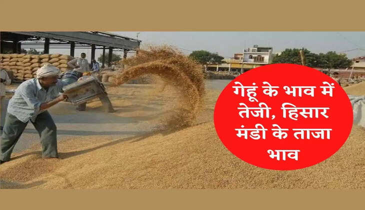 Hisar Anaj Mandi गेहूं के भाव में दो दिन से तेजी, जानिए आजा का ताजा मंडी भाव