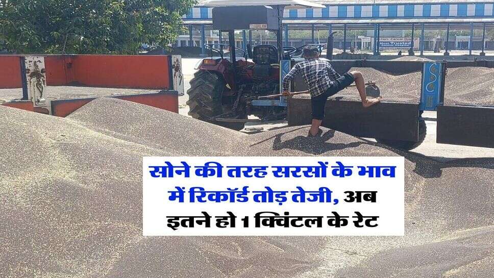 sarso rate today : सोने की तरह सरसों के भाव में रिकॉर्ड तोड़ तेजी, अब इतने हो 1 क्विंटल के रेट