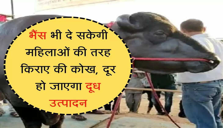 Milk production of buffalo will increase अब भैंस भी दे सकेगी महिलाओं की तरह किराए की कोख, दूर हो जाएगा दूध उत्पादन