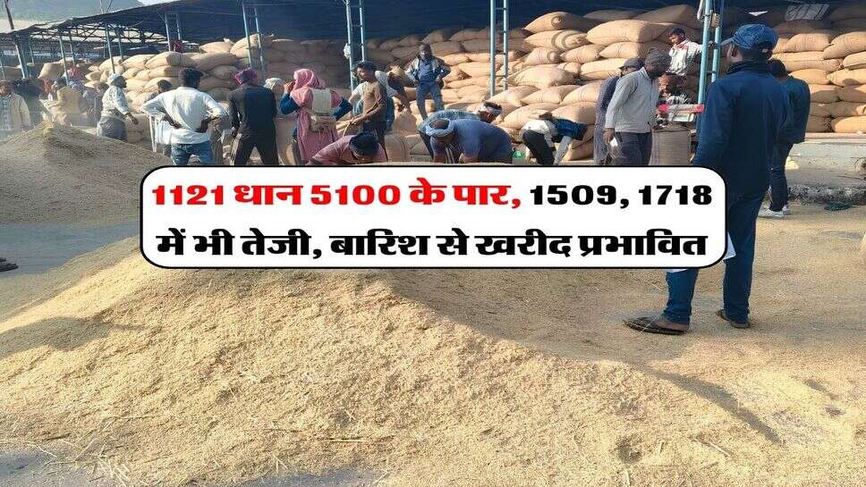 1121 Dhan Price Today : 1121 धान 5100 के पार, 1509, 1718 में भी तेजी, बारिश से खरीद प्रभावित