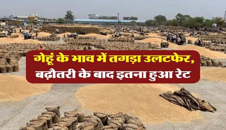 gehu ka bhav : गेहूं के भाव में तगड़ा उलटफेर, बढ़ौतरी के बाद इतना हुआ रेट
